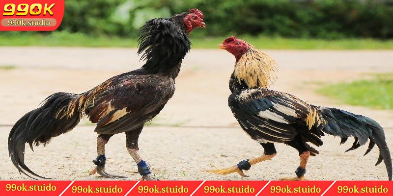 Những lưu ý khi chơi đá gà trên mạng
